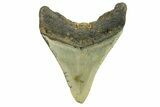 Fossil Megalodon Tooth - North Carolina #298848-1